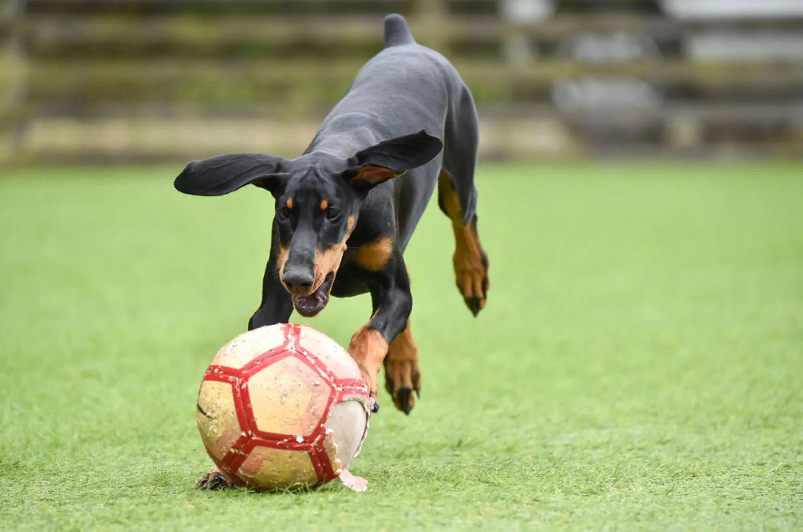 doberman puppy playing with a ball