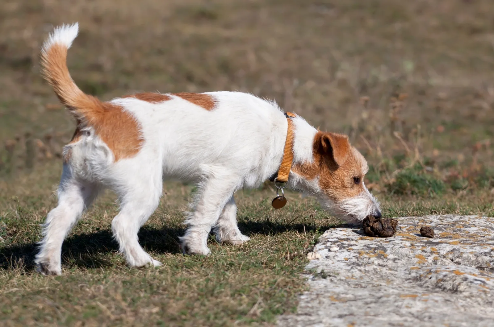 dog Eating Poop