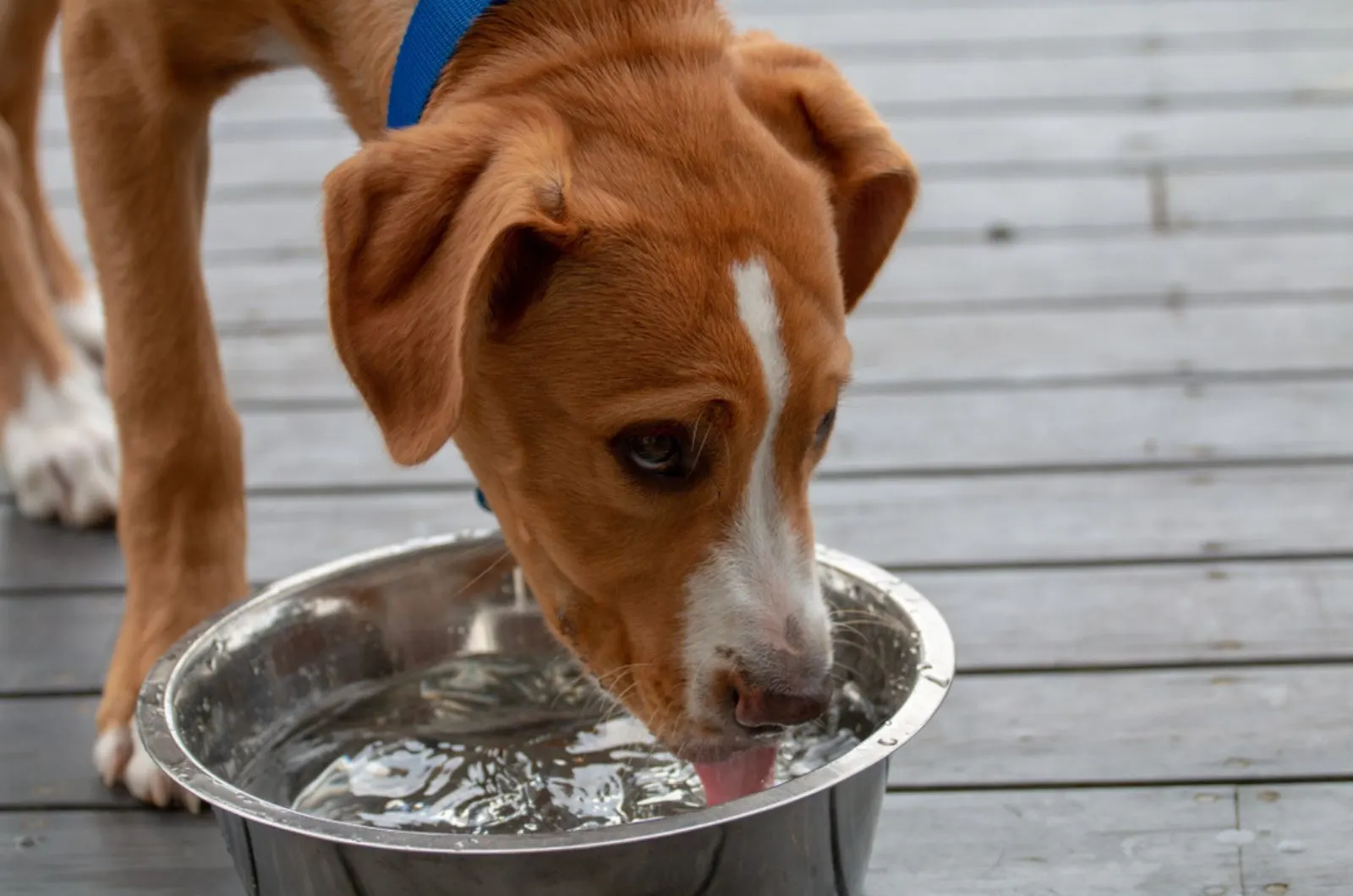 dog drinking water from a bowl