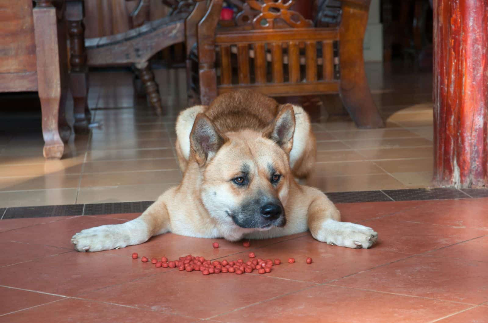 dog is unwilling to eat lying on the floor