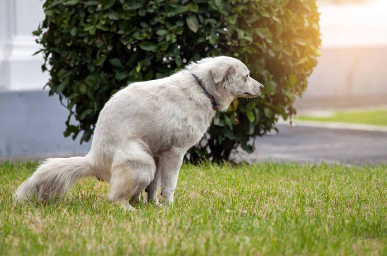 dog pooping on the lawn