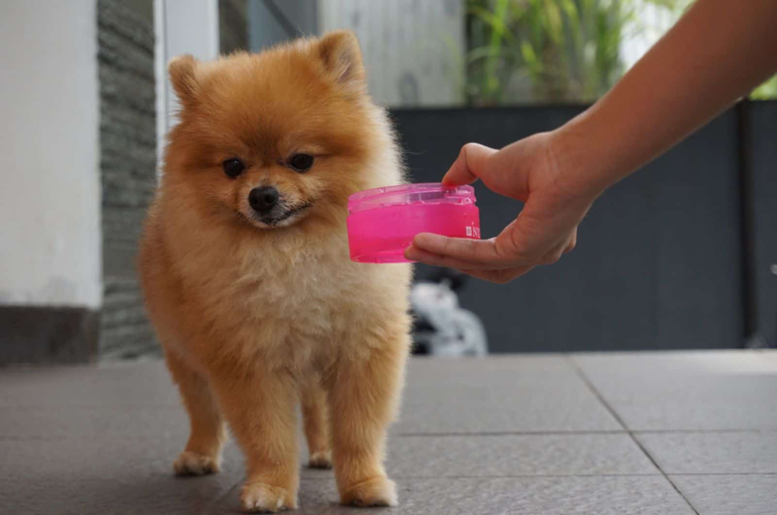 dog refuses to drink water