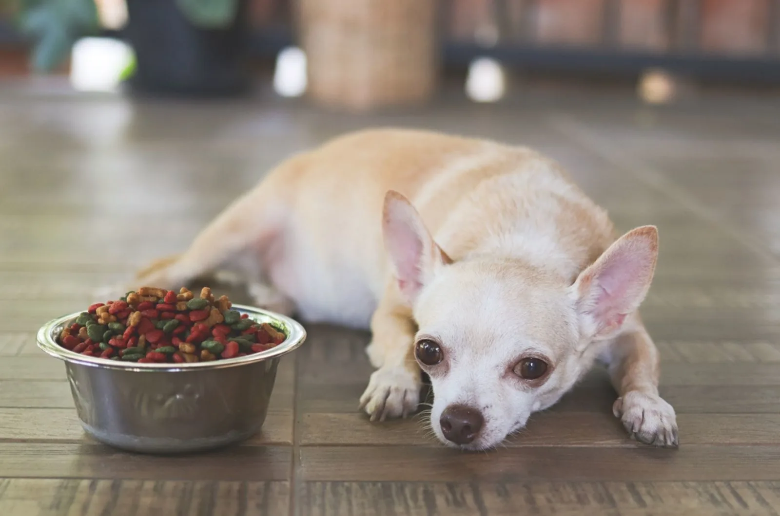 dog refusing to eat lying beside a bowl