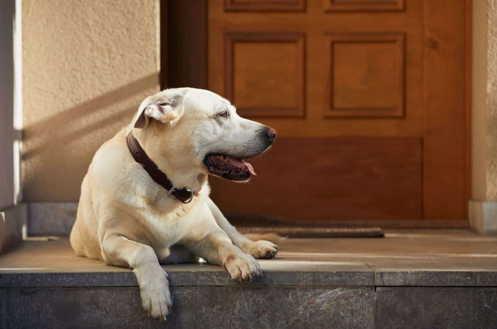 dog sitting and looking away with door in background