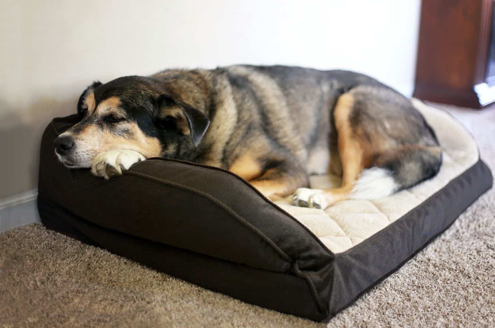 dog sleeping in his bed