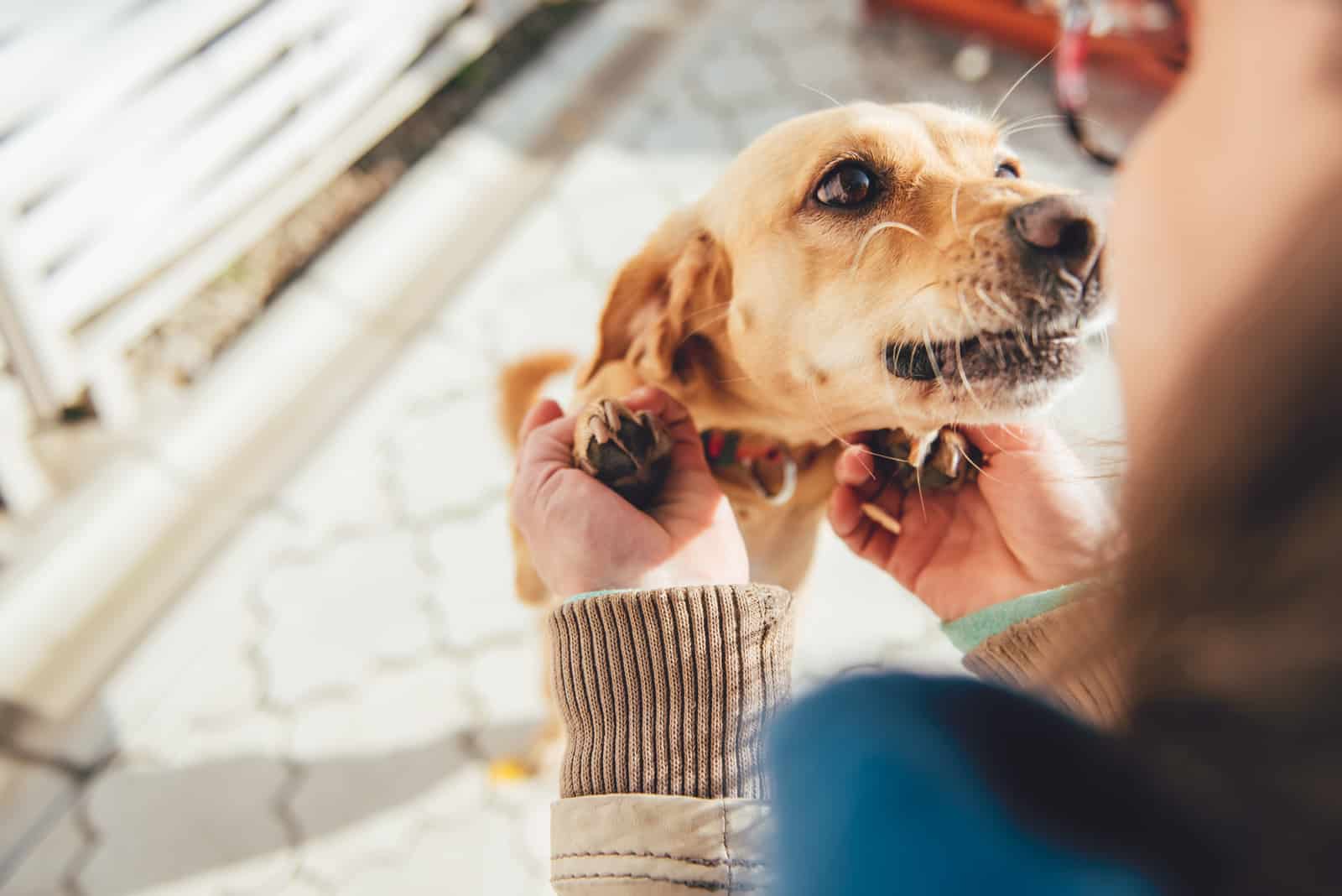 dog sniffing his owner