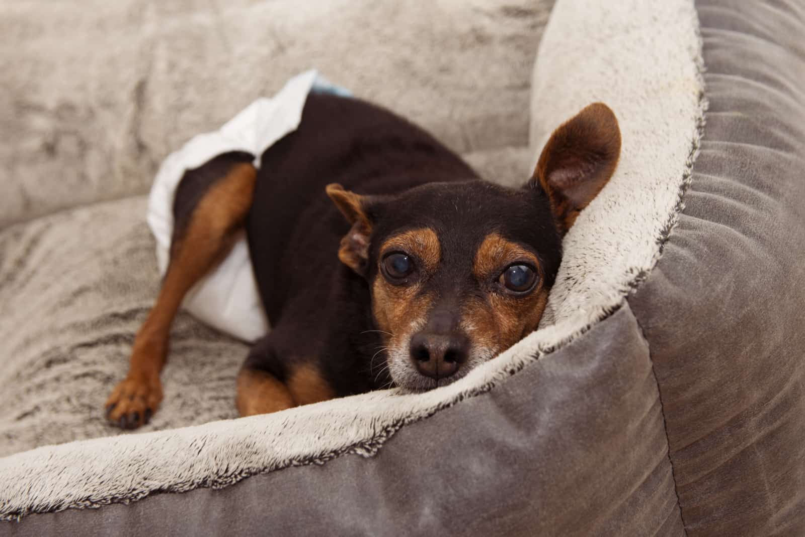 dog wearing a diaper