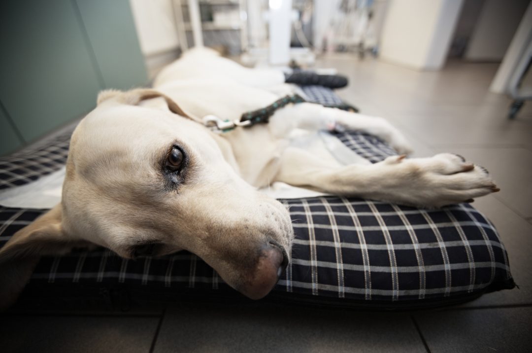 What Are Floating Ribs In Dogs And Can They Be Dangerous?