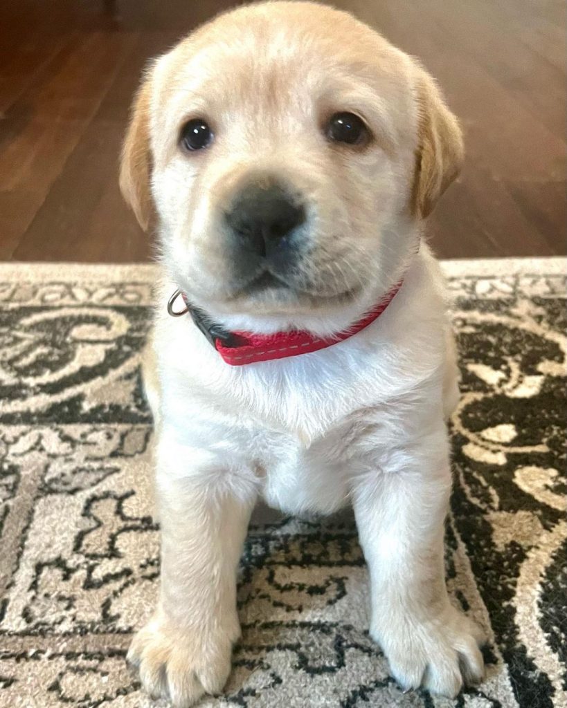 english labrador puppy sitting on the carpet