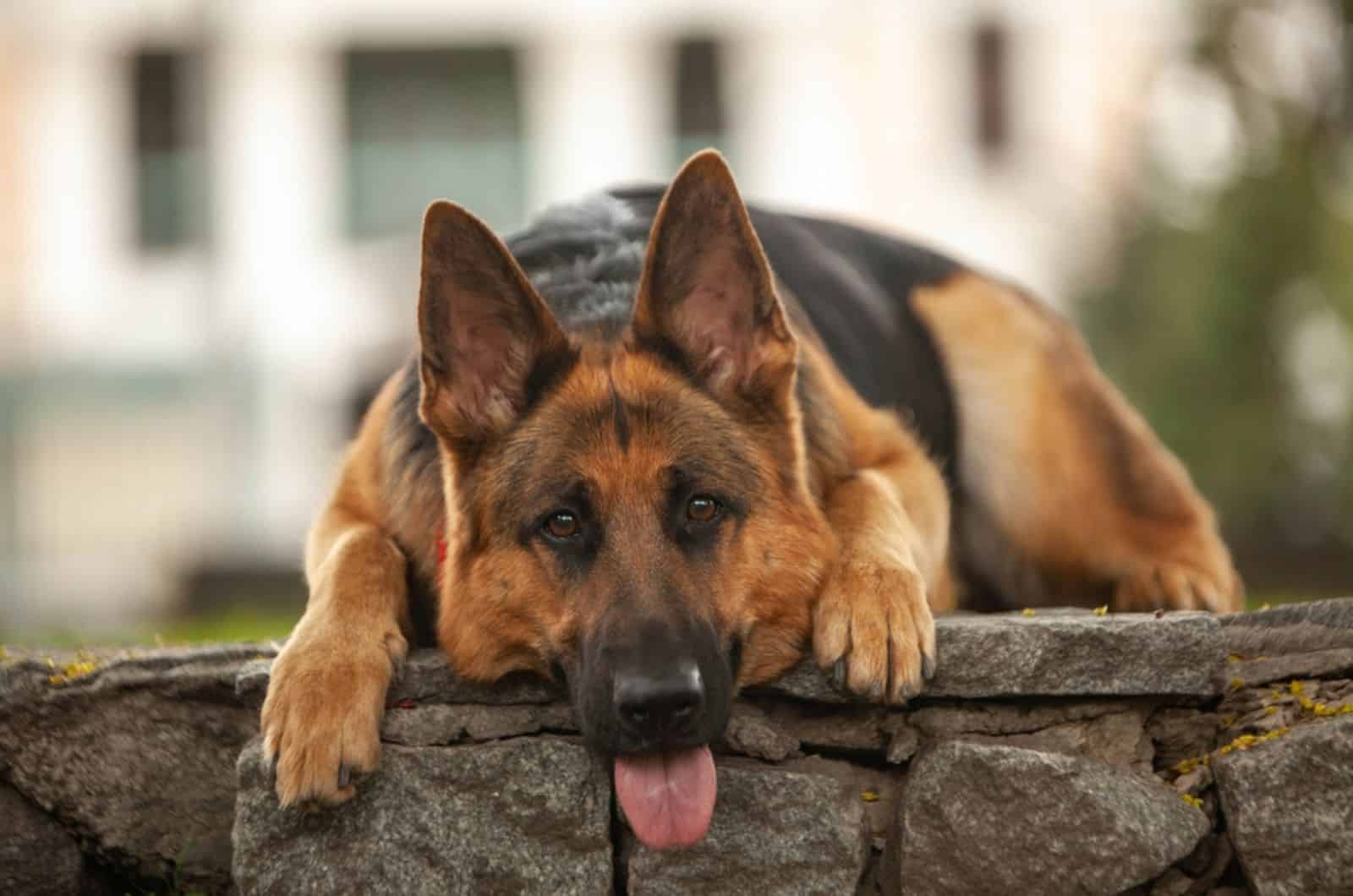 fat german shepherd lies on stones in the park