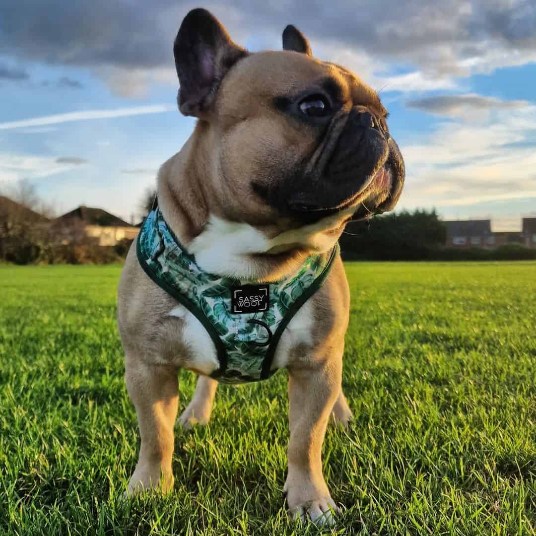 fawn french bulldog in nature wearing a harness