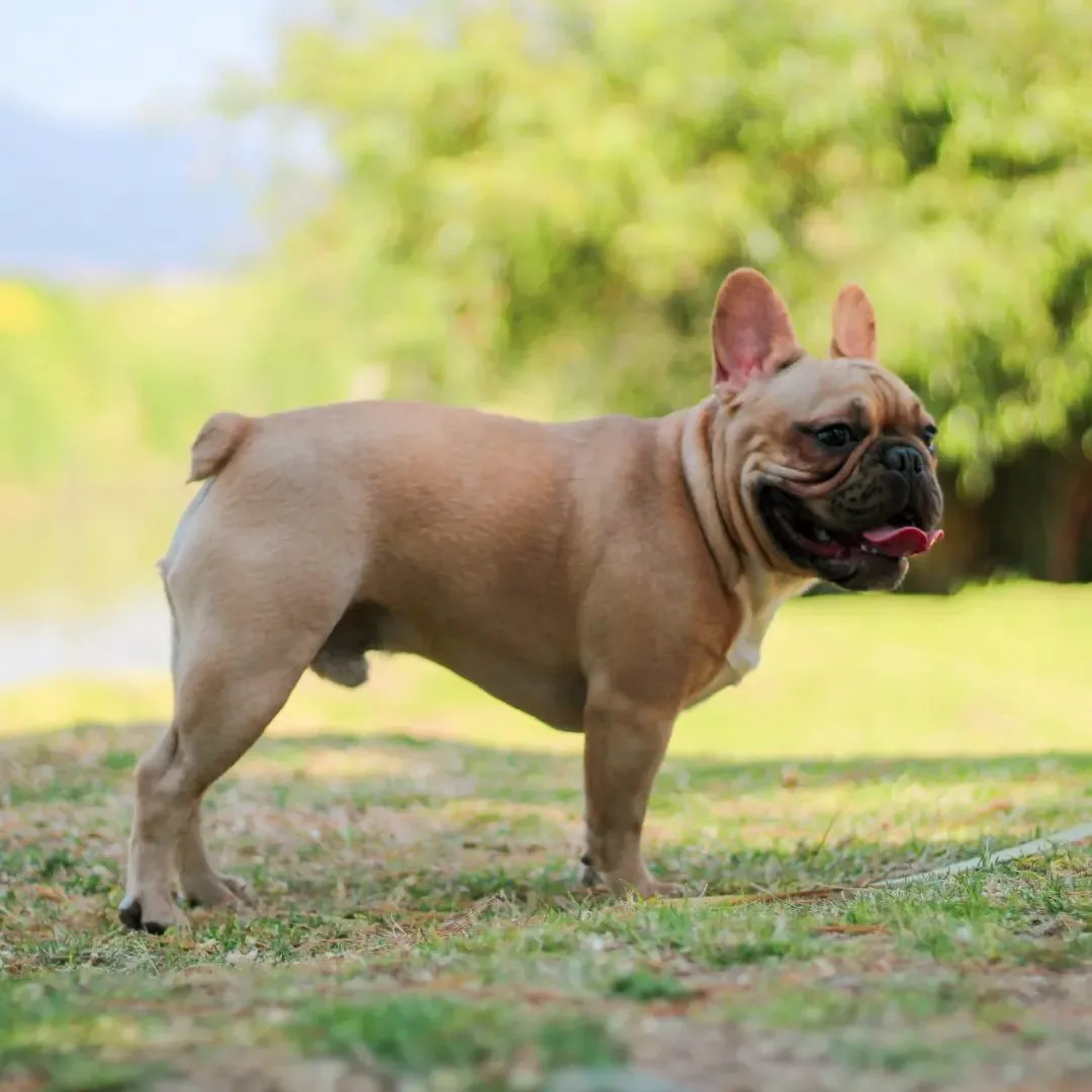 fawn french bulldog photographed from the side while standing