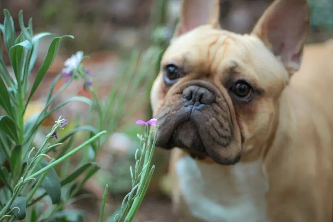 fawn french bulldog smelling the plants