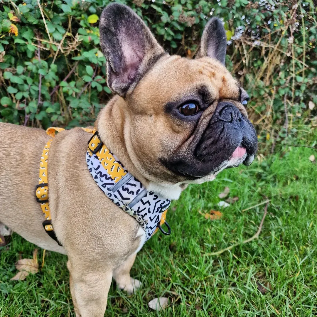 fawn french bulldog wearing a bandana