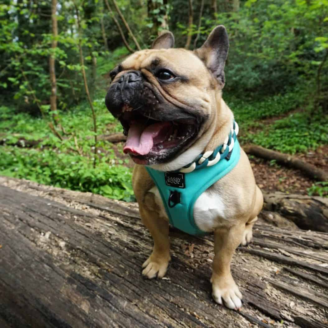 fawn french bulldog yawning