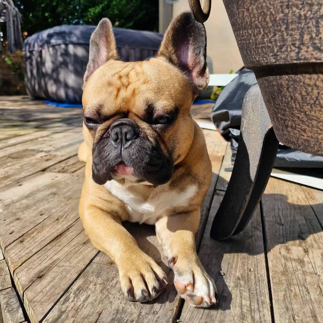 fawn frenchie lying on floor and enjoying the sun