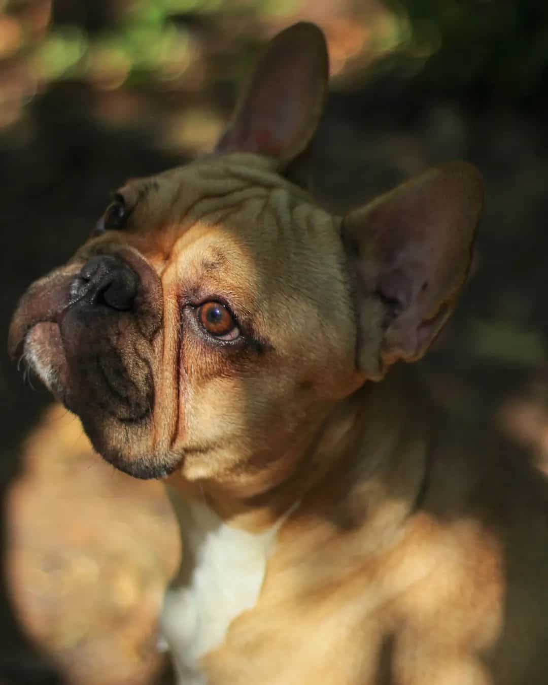 fawn frenchie portrait