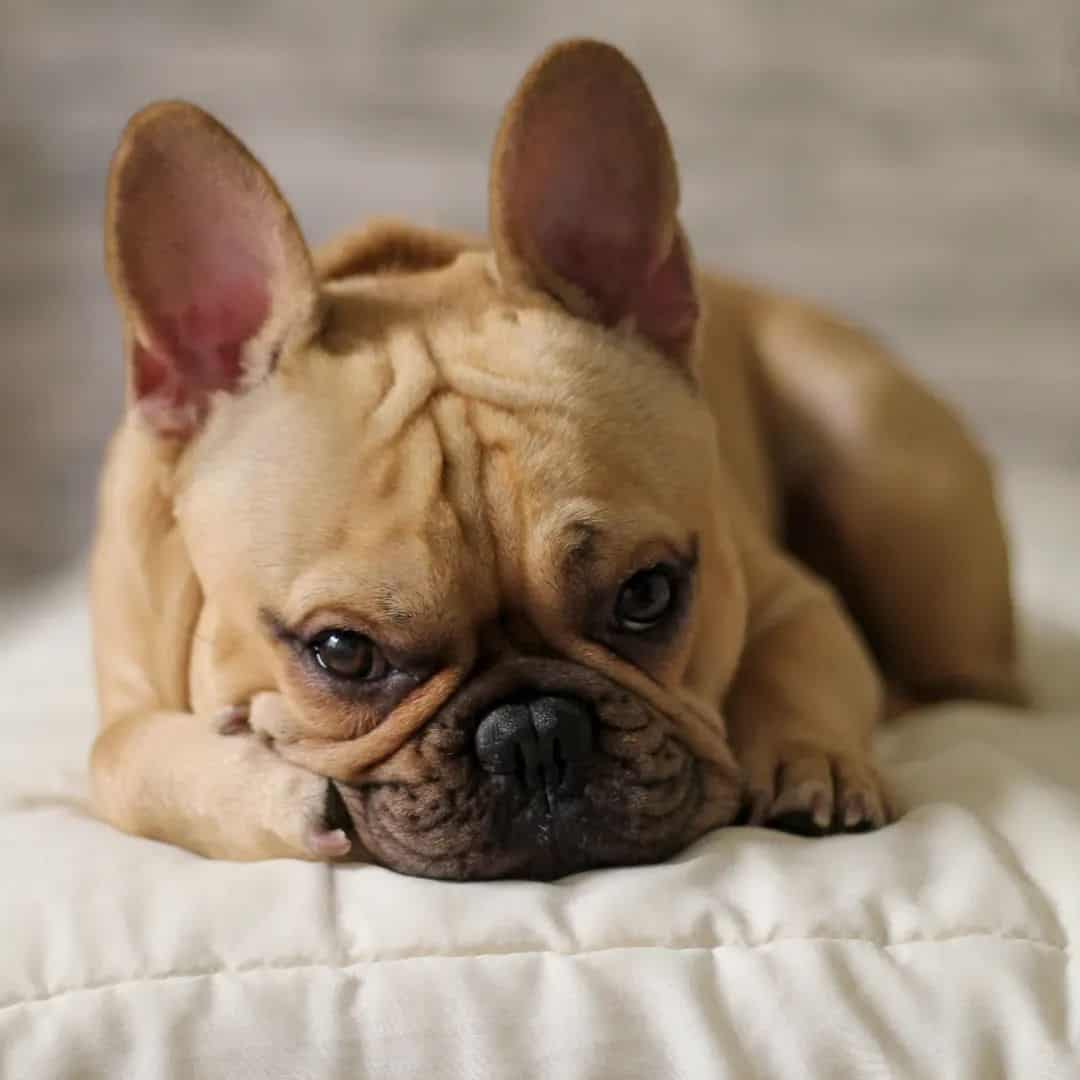 fawn frenchie resting