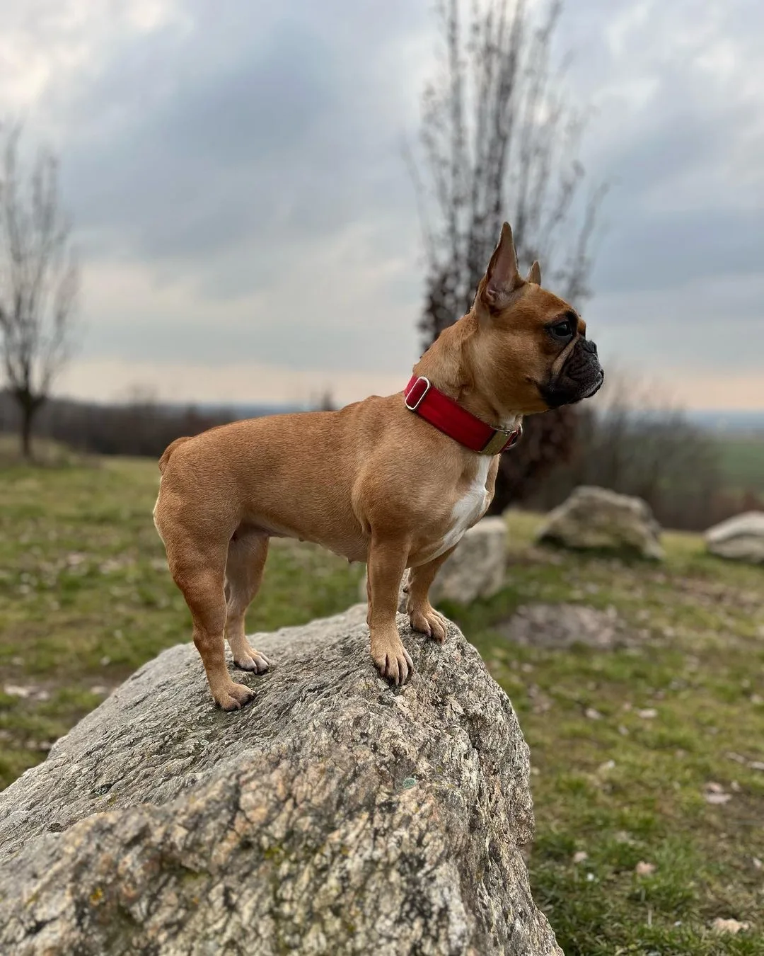 fawn frenchie standing on a rock
