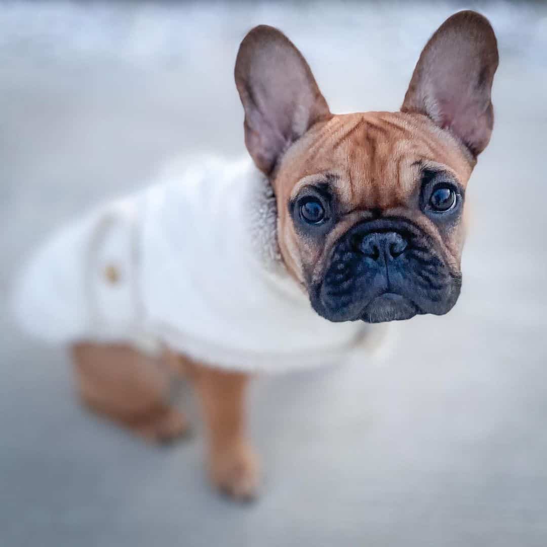 fawn frenchie wearing a costume