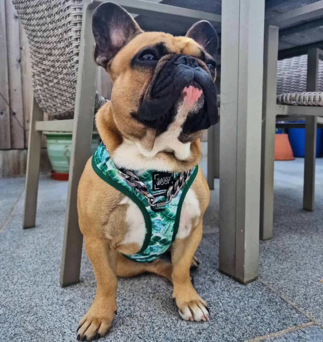 fawn frenchie wearing a green harness