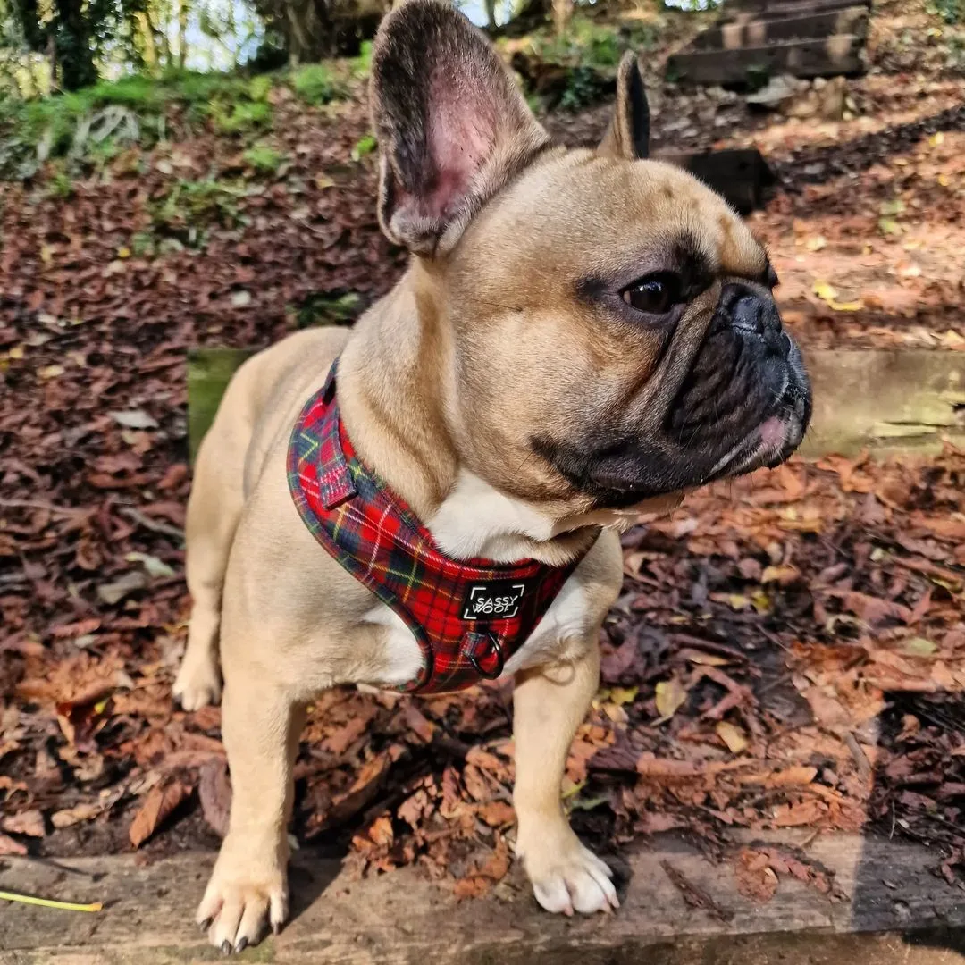 fawn frenchie wearing a harness
