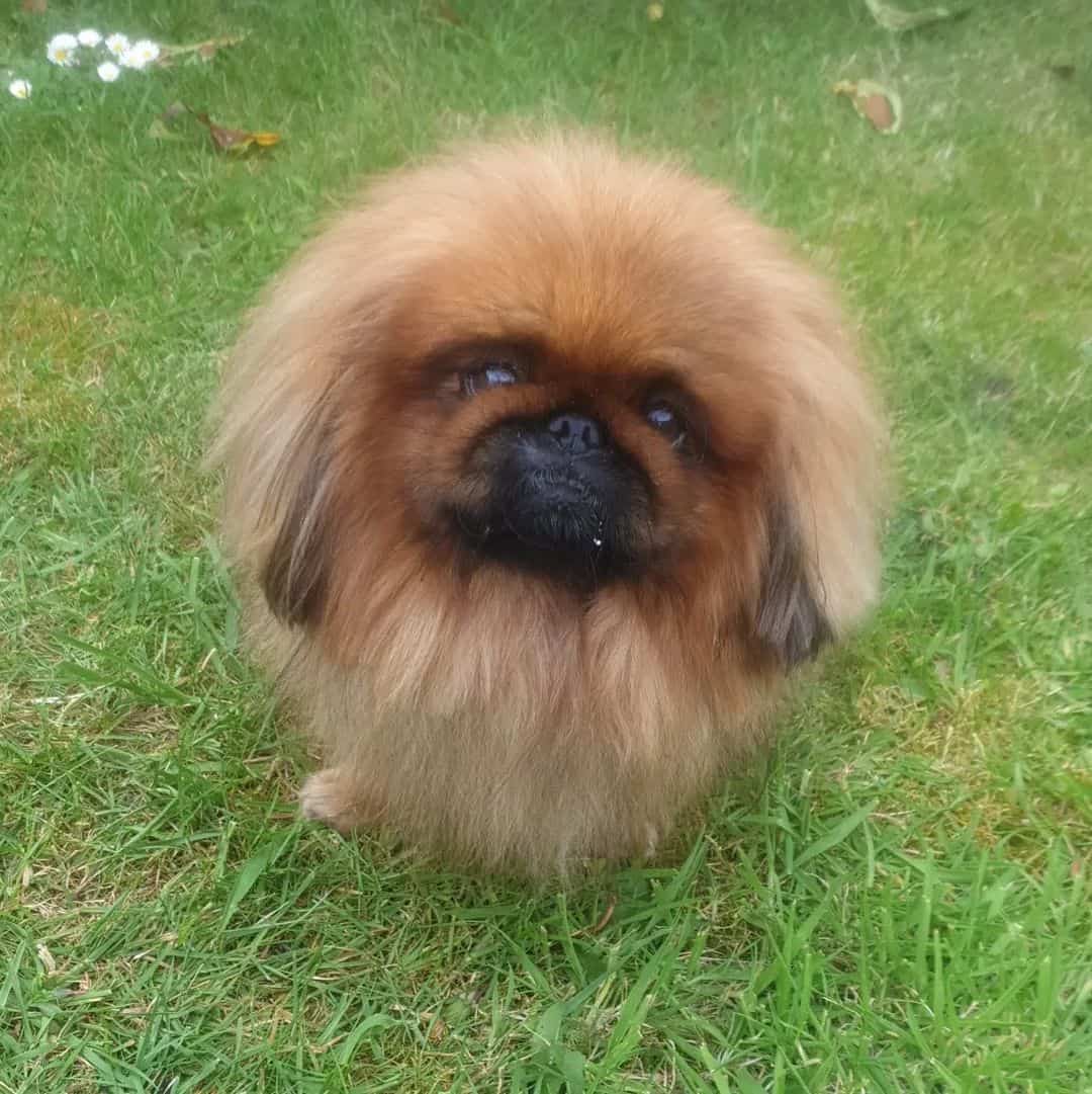 fawn pekingese