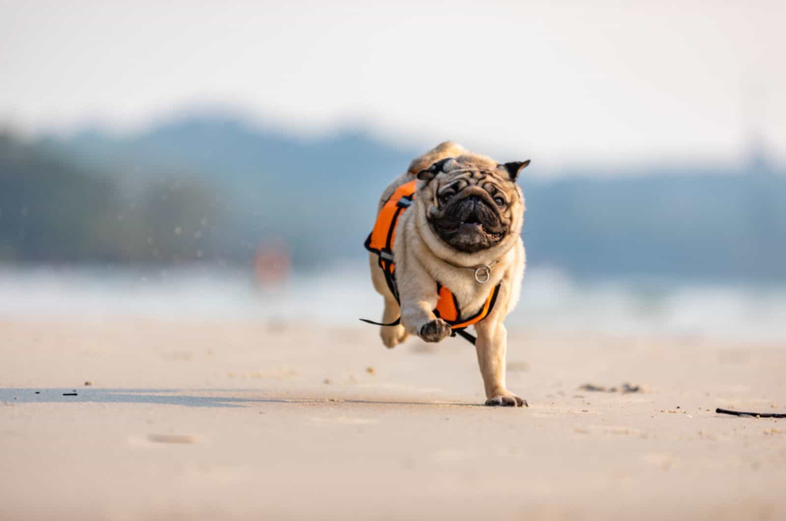 fawn pug running on the beach