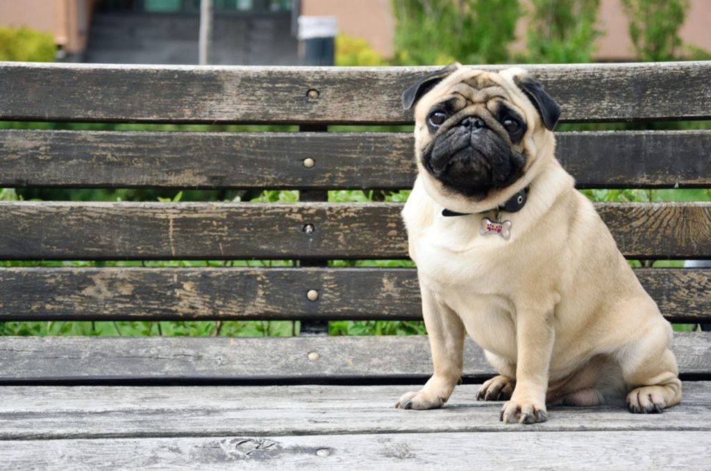 fawn pug sitting on the bench in the park