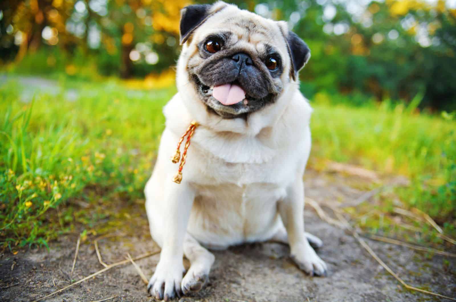 fawn pug sitting in the yard