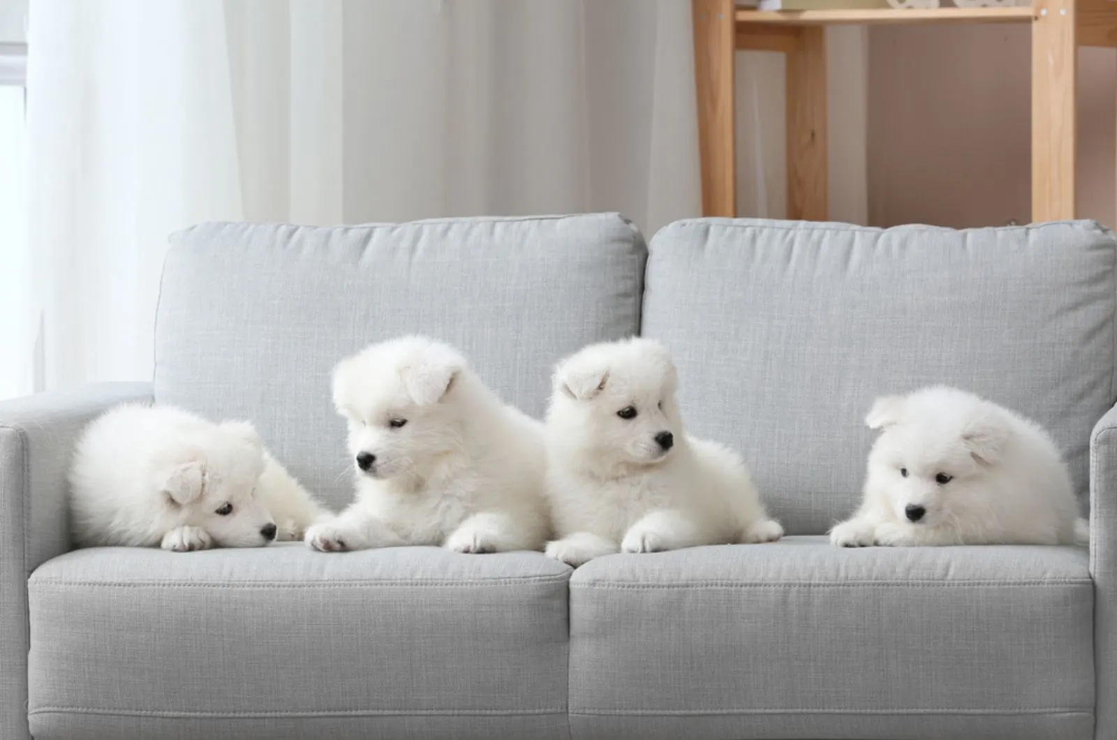 four samoyed puppies sitting on a sofa
