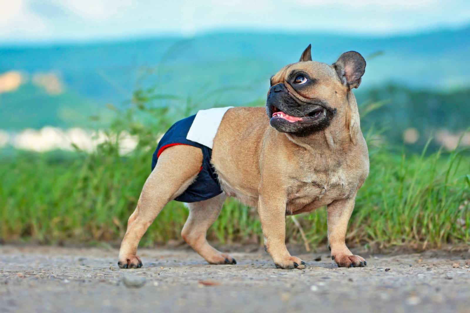 french bulldog wearing a diaper