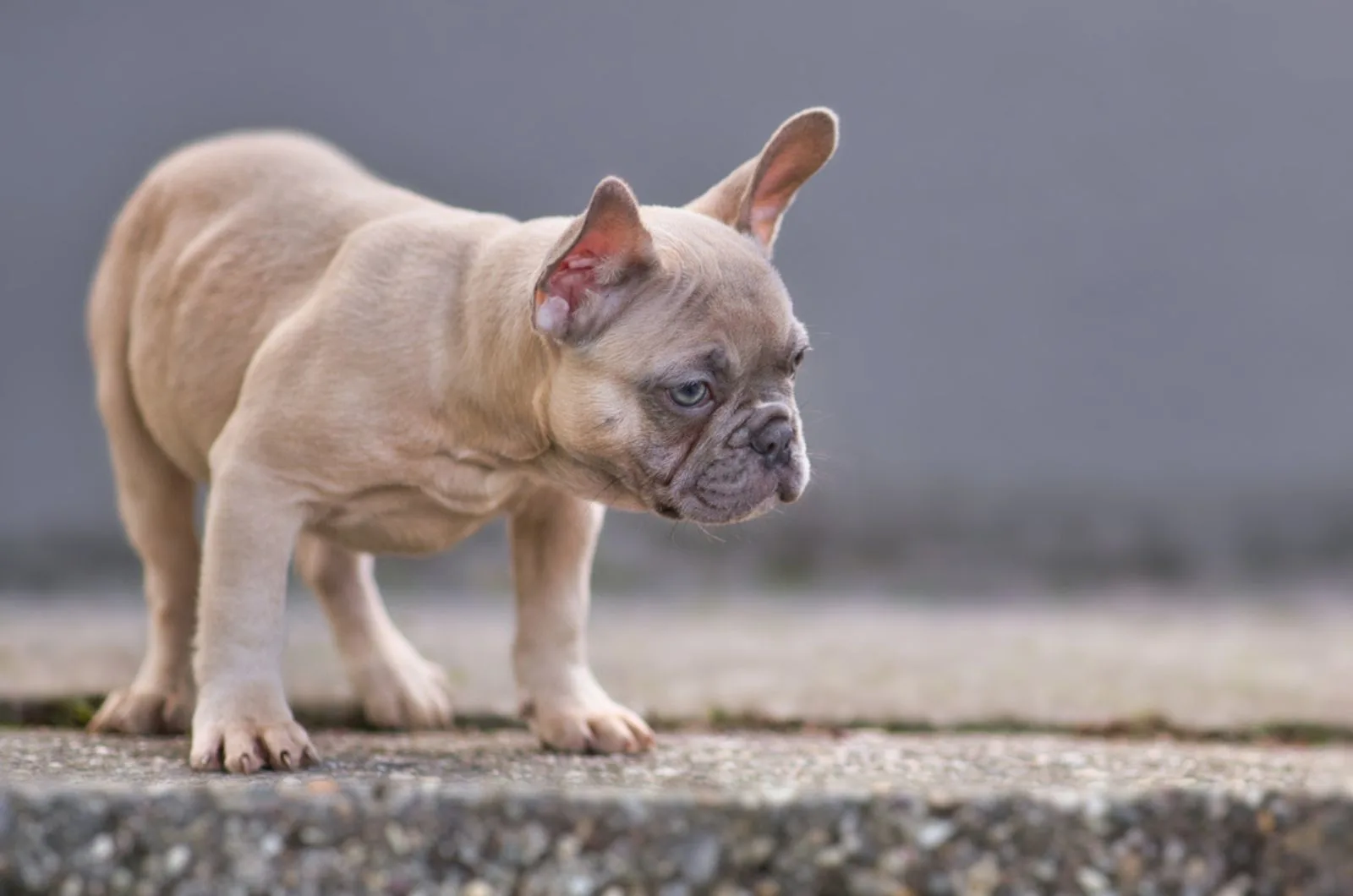french bulldog with blue eyes standing on concrete and looking down