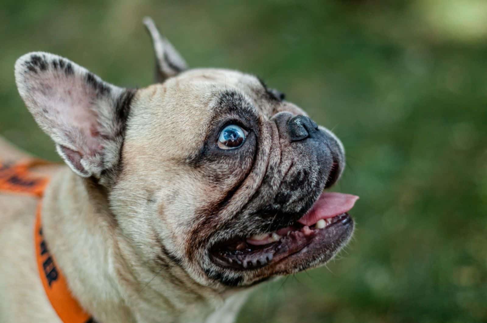 french bulldog with blue eyes outdoors