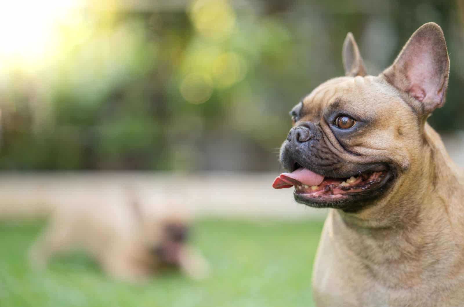french bulldog with brown eyes standing in the garden