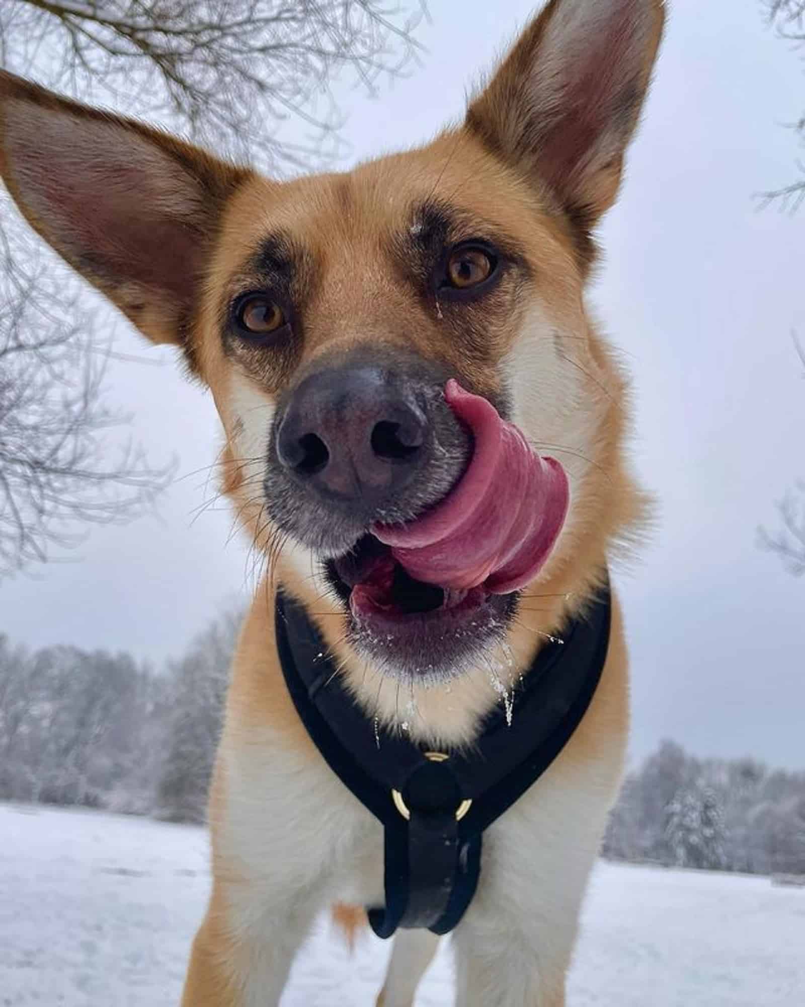 german shepherd akita mix on the snow