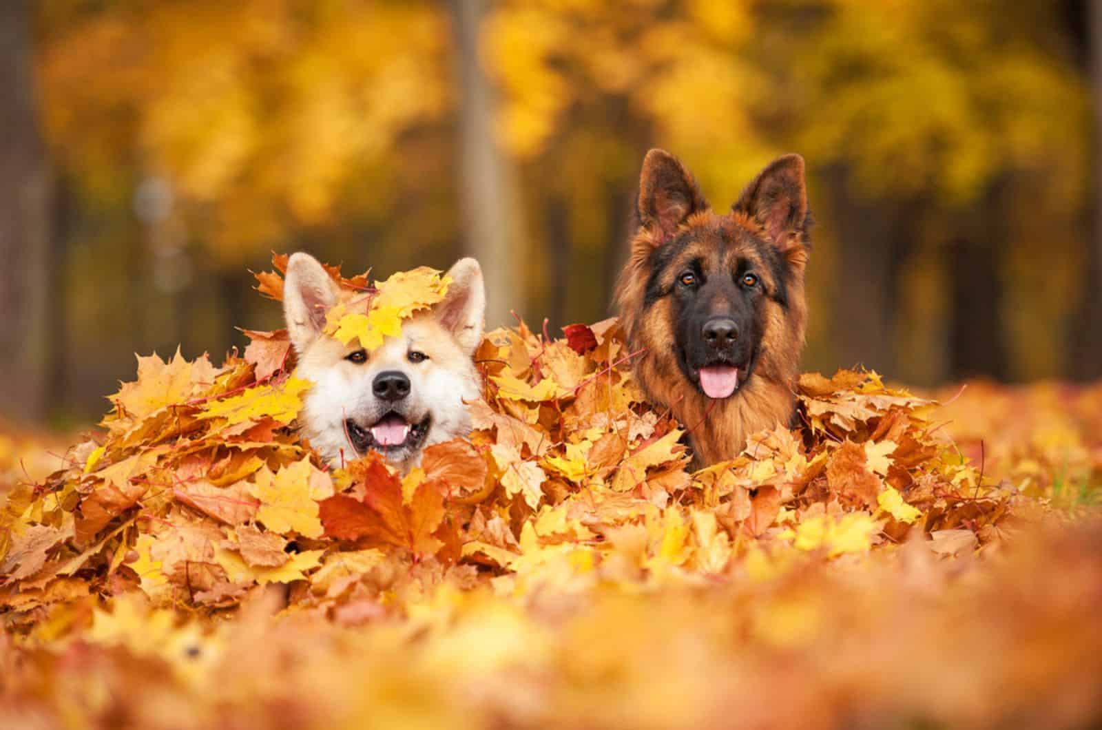 german shepherd and akita playing in the fallen leaves