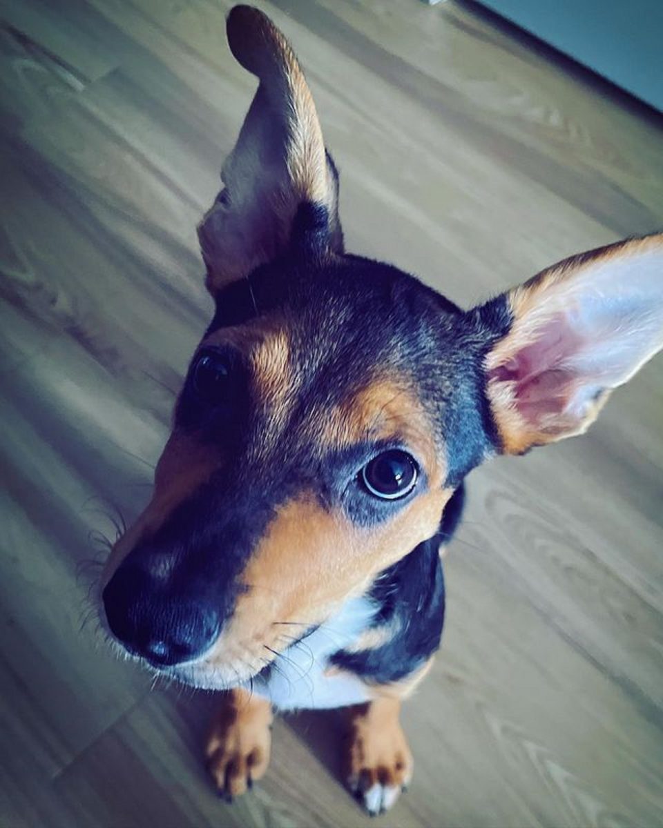 11 Australian Kelpie Mixes — Best Working Dogs