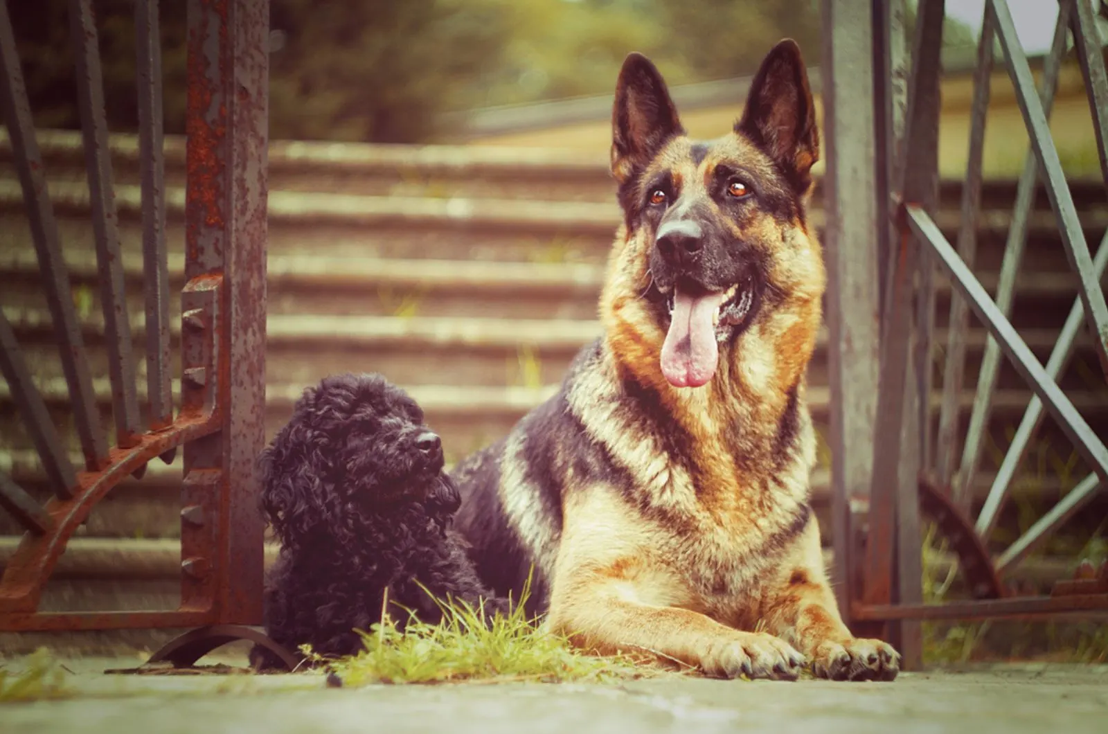 german shepherd dog with poodle puppy sitting near the gate