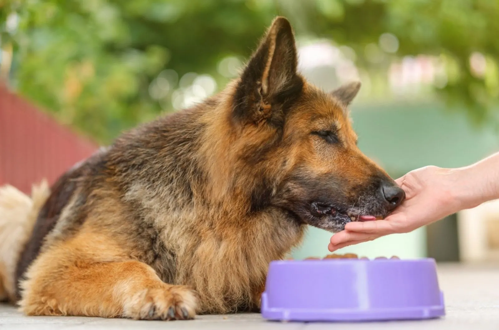 german shepherd lying beside a bowl and eating from his owner's hand