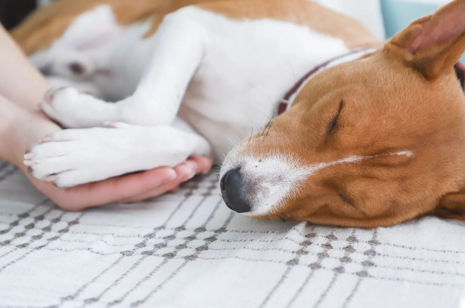 girl holding a dog's paws while he is lying on the floor