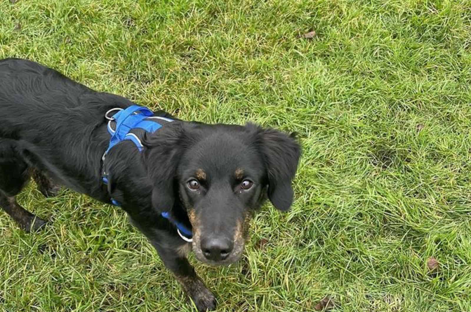 golden retriever australian kelpie in the park