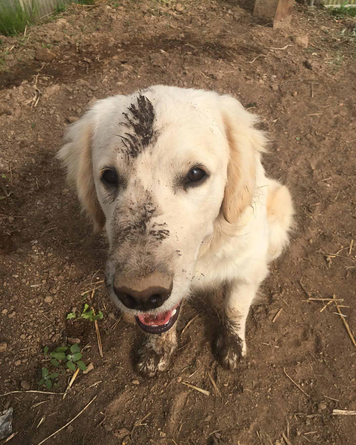 golden retriever covered with mud