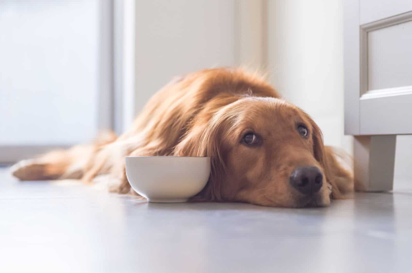 golden retriever lying on the floor beside a bowl