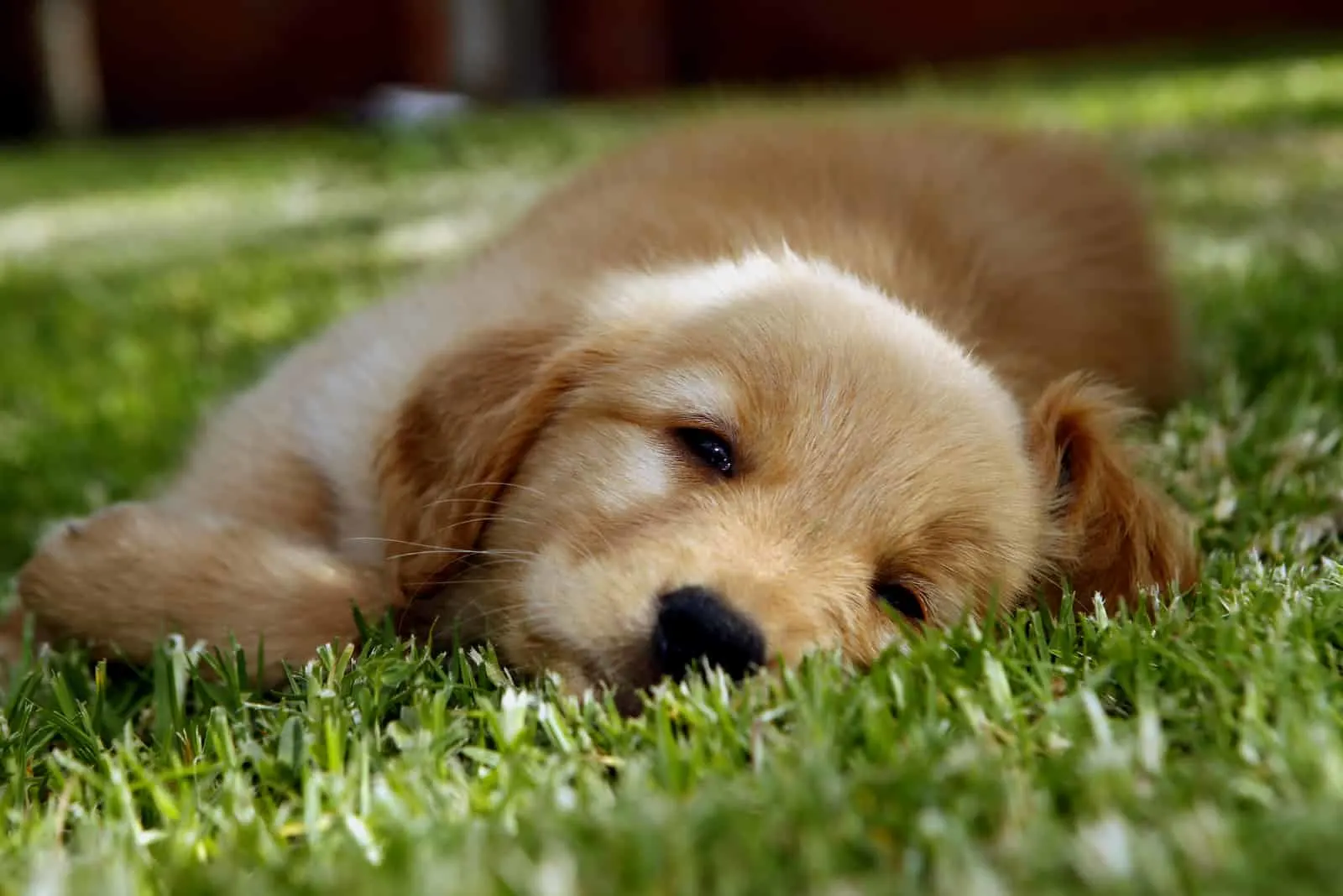 golden retriever puppy relaxing on the grass