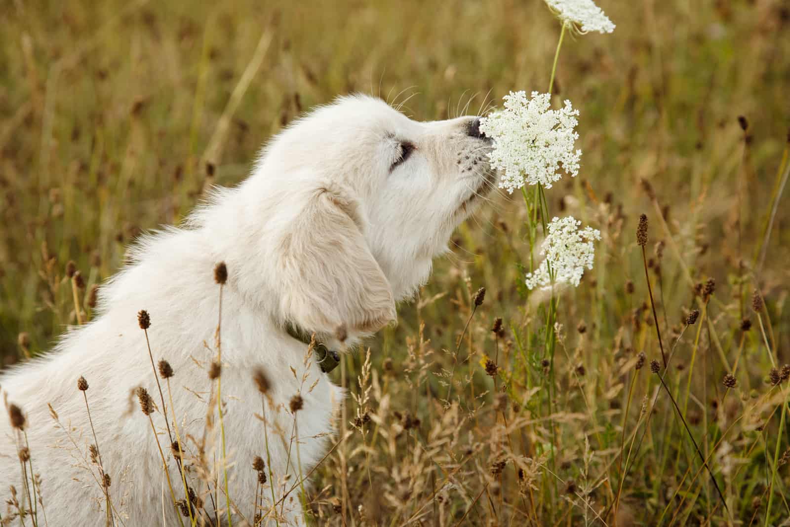 golden retriever puppy smelling a flower