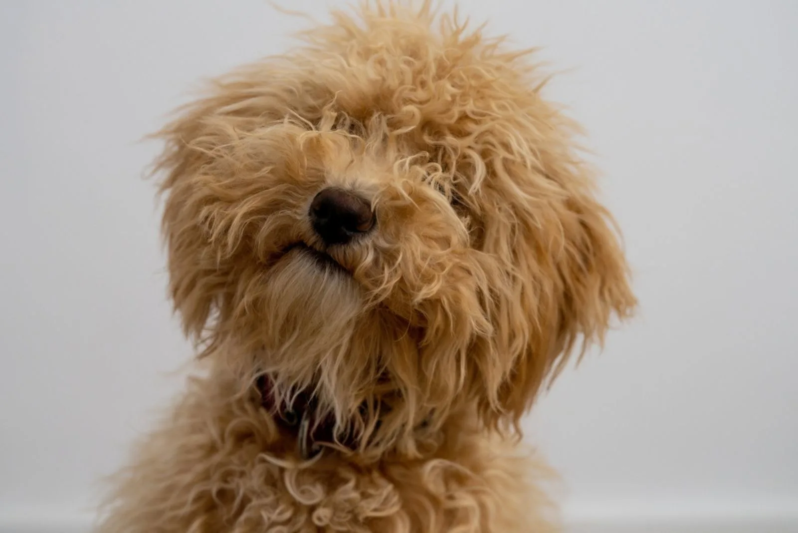 goldendoodle after bath with wavy hair
