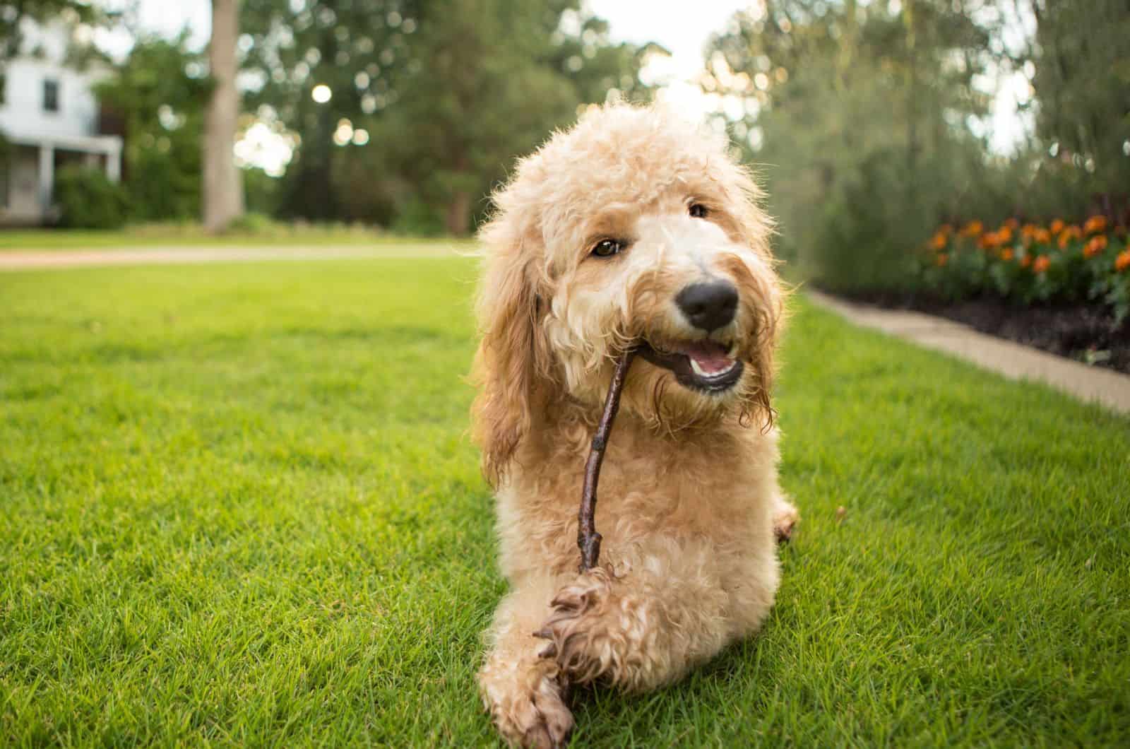 goldendoodle biting his toy outdoor on the grass
