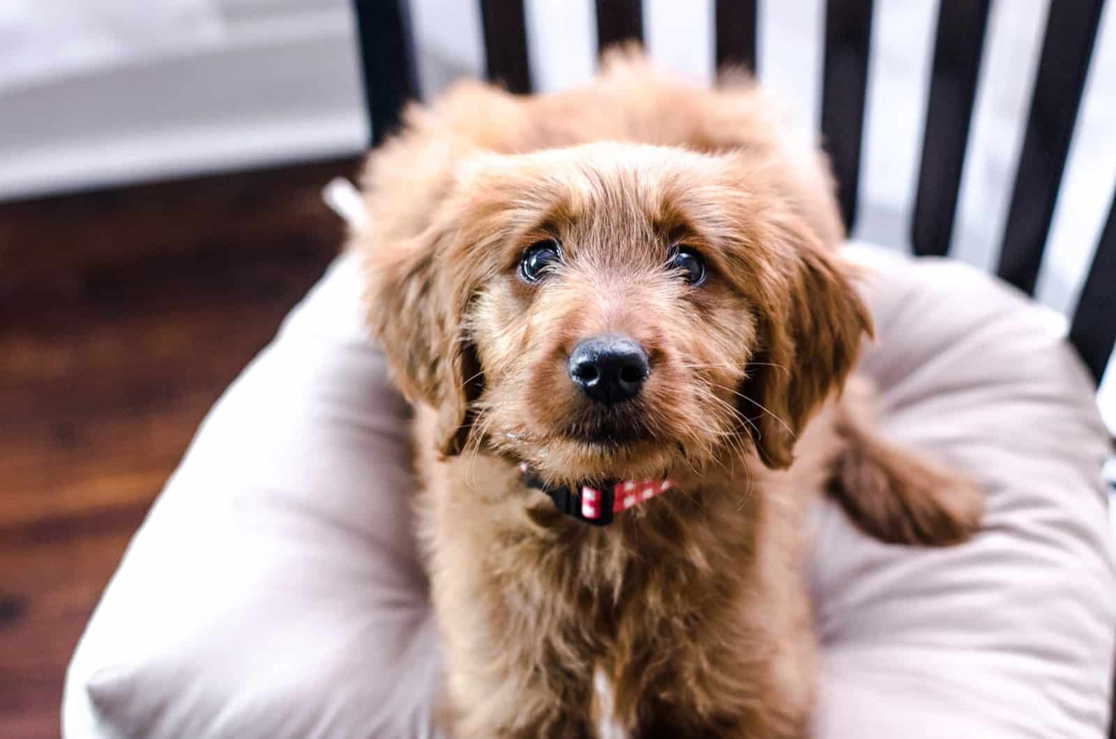 goldendoodle lying on a pillow