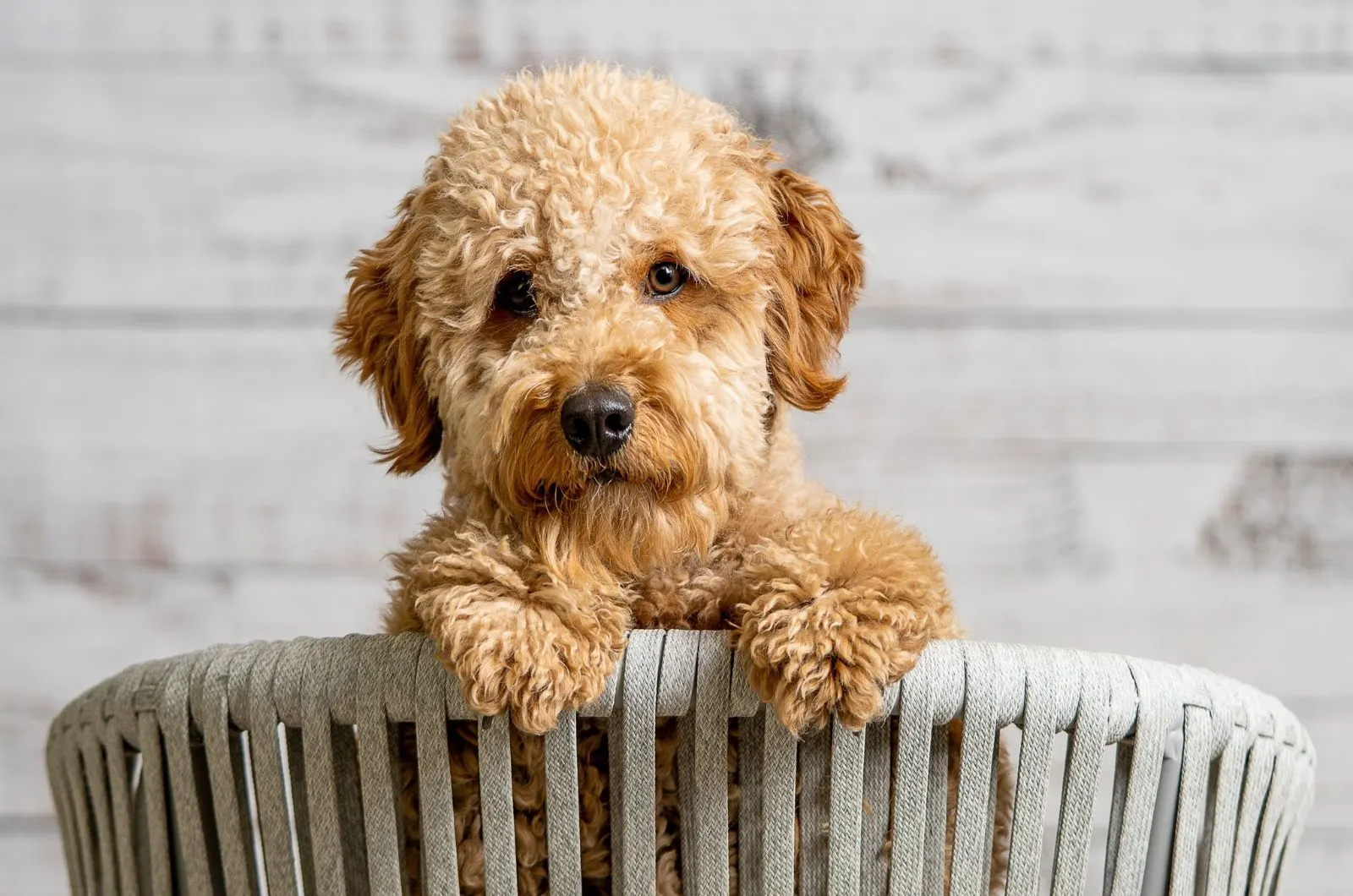 goldendoodle puppy sits on the chair